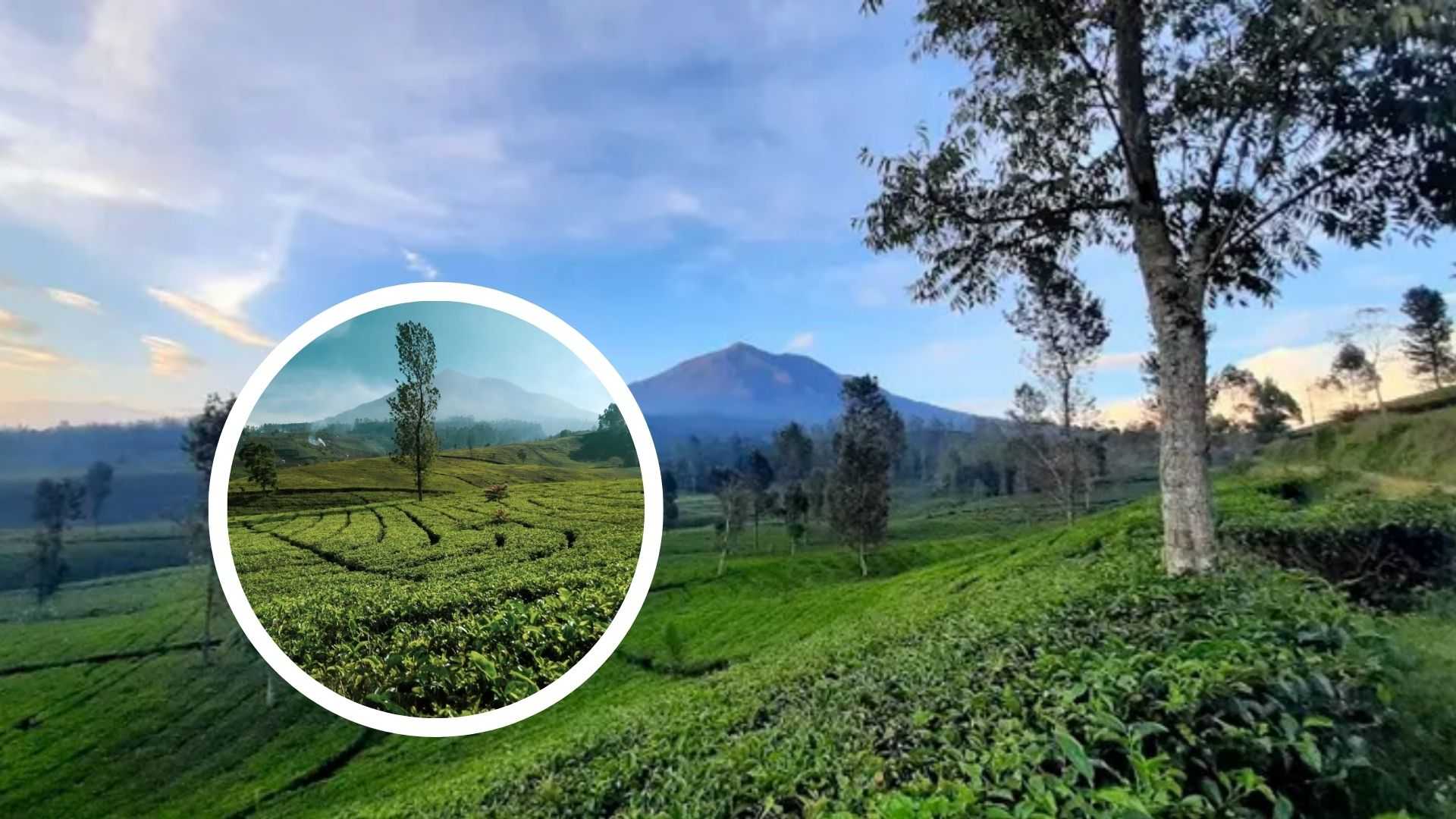 Mengenal 3 Sentra Pengolahan Teh di Garut: Sejarah, Inovasi, dan Teh Kéjék